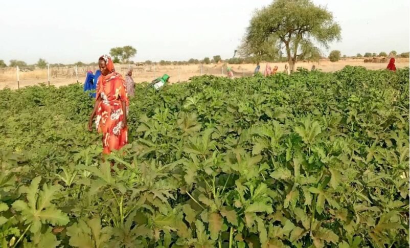 انهيار الزراعة في السودان: ملايين مهددون بالمجاعة