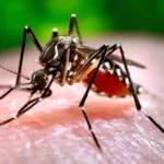 108 إصابات جديدة بحمى الضنك بولاية نهر النيل