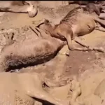 تحقيق رسمي في نفوق ماشية متأثرة بمخلفات التعدين شمال السودان