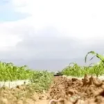 إنهيار موسم الزراعة في عين سيرو
